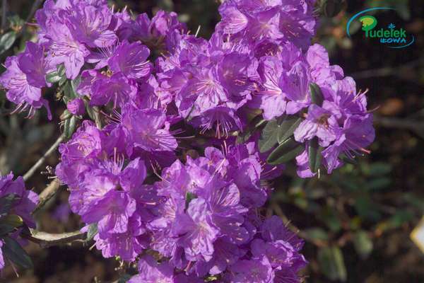 Rhododendron Blue Effect